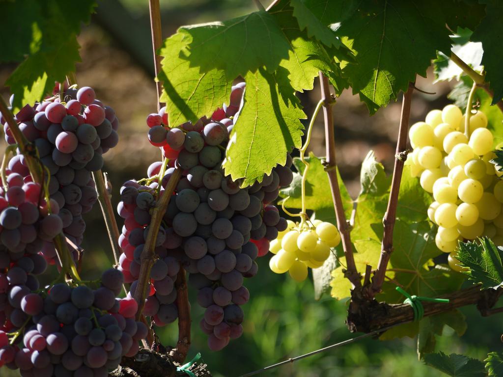 Azienda Agricola Polveraia San Gimignano Exterior foto