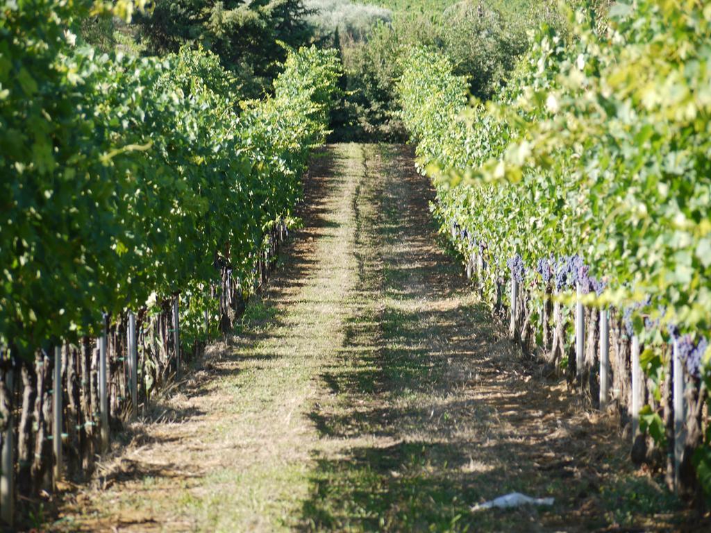 Azienda Agricola Polveraia San Gimignano Exterior foto